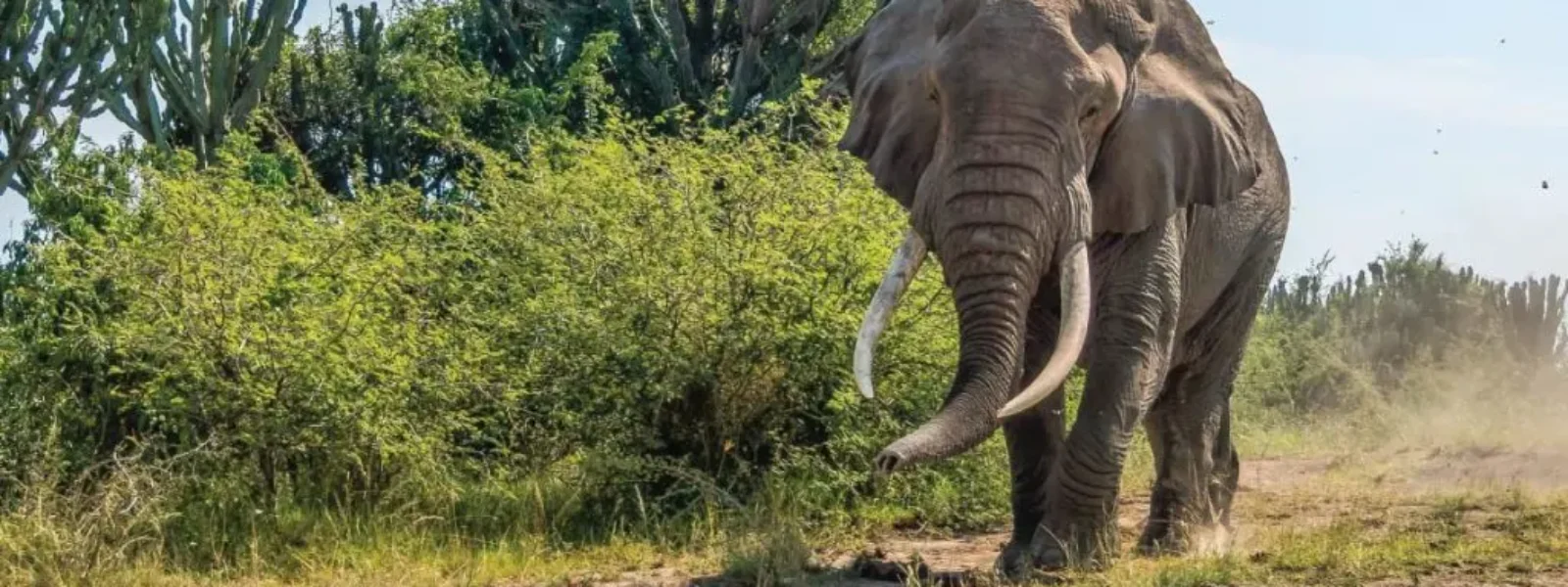 Murchison Falls National Park