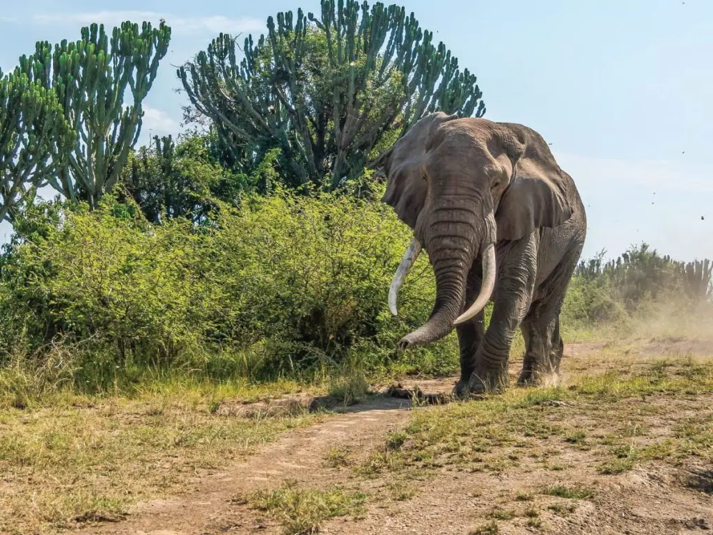 Murchison Falls National Park