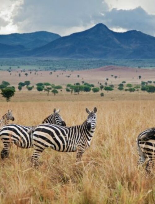 7 Days Jinja Rafting-Sipi Falls And Kidepo Wildlife Safari