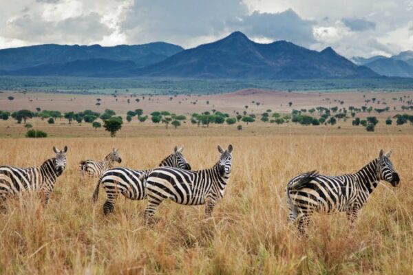 7 Days Jinja Rafting-Sipi Falls And Kidepo Wildlife Safari