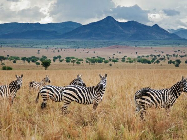 7 Days Jinja Rafting-Sipi Falls And Kidepo Wildlife Safari