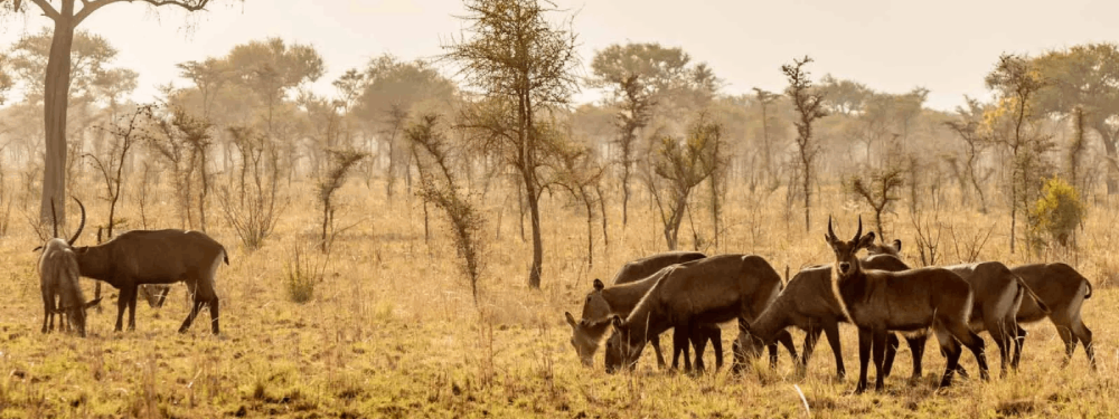 Pian Upe Game Reserve